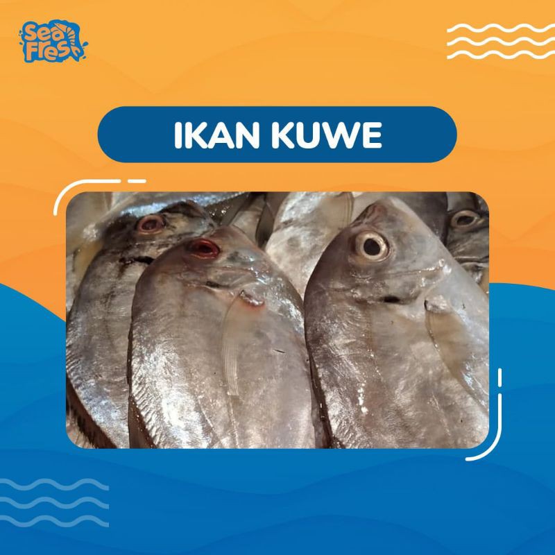 

Ikan Kuwe 1 kg