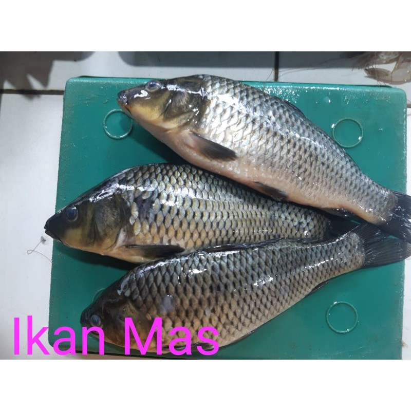 

IKAN EMAS/500grm