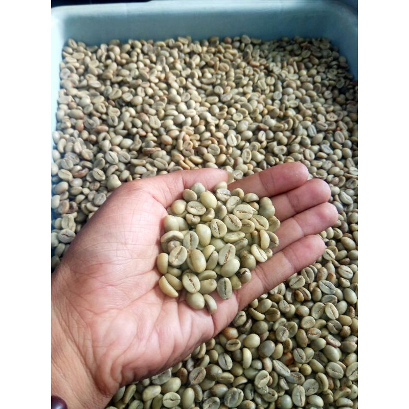 biji kopi robusta 500gr asli jember greenbean petik matang pohon kualitas super proses sortasi