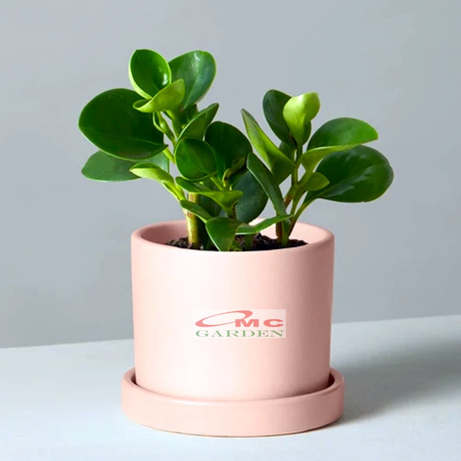 Tanaman Hias Teplan Peperomia Jade Hijau Indoor Air TPL-H-001