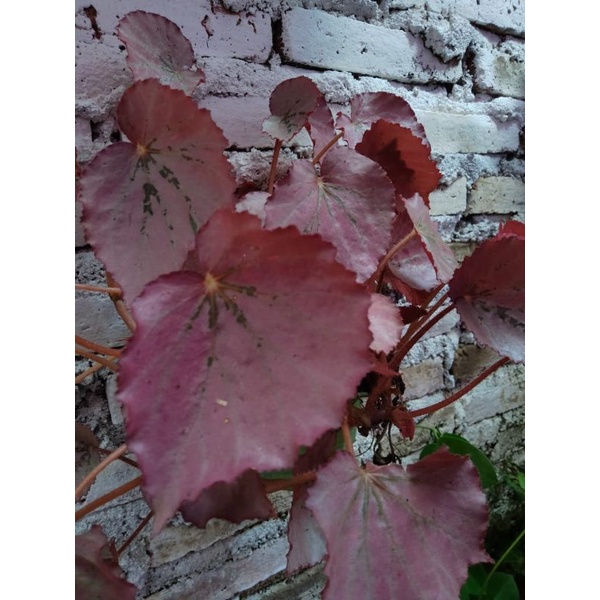 BEGONIA MERAH | BEGONIA PINK | BEGONIA GANTUNG