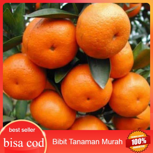 PALING DI CARI BIBIT BUAH JERUK SANTANG MADU SIAP BERBUAH/TANAMAN BUAH JERUK SANTANG MADU SIAP