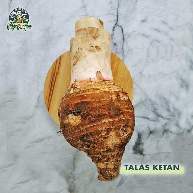 

RB22 Talas Ketan Bogor Buah Sukun
