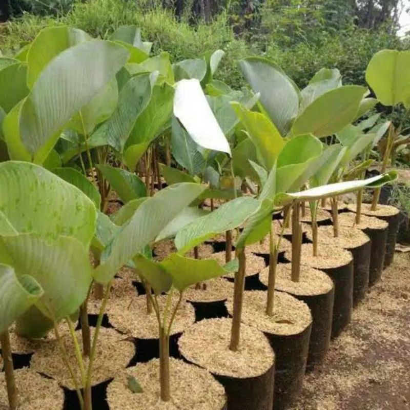 Calatea pisang(PISANG HIAS CALATEA)