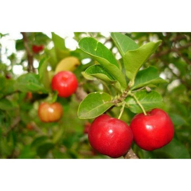 Bibit Cherry Barbados/Sianci Cangkok Cepat Berbuah