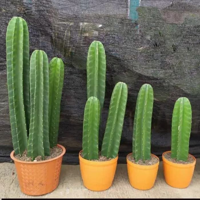 TANAMAN HIAS Tanam hias kaktus koboy - kaktus - koboi - kaktus