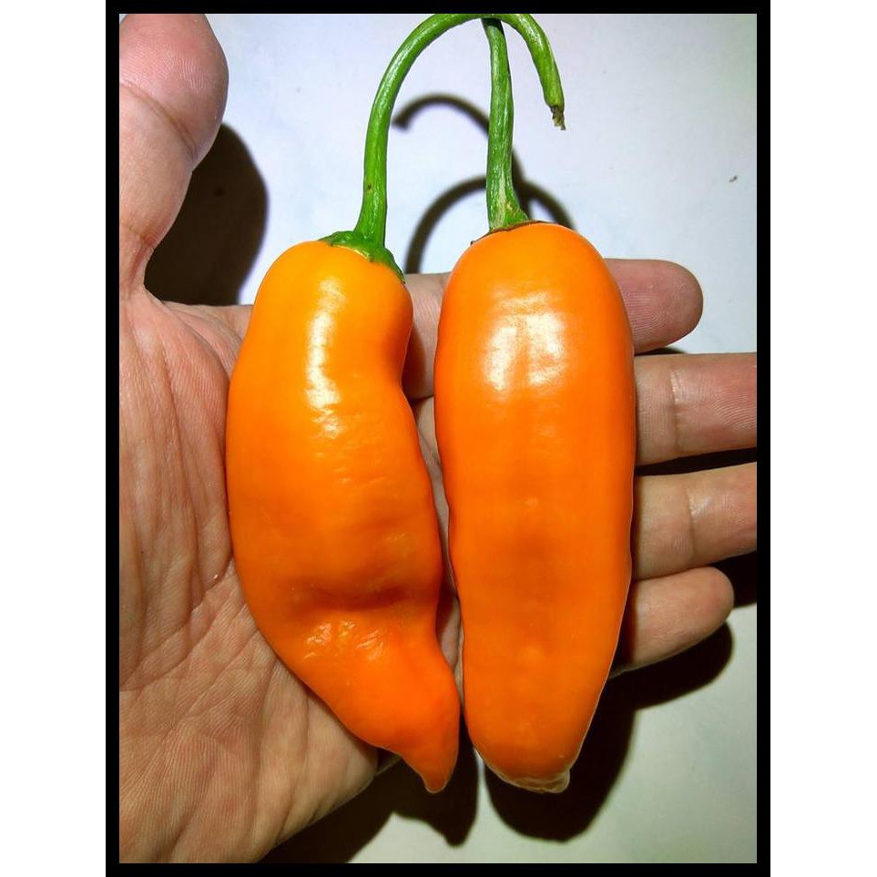 BENIH / BIBIT / BIJI - CABAI AJI AMARILLO (ORANGE) PEPPER SEEDS