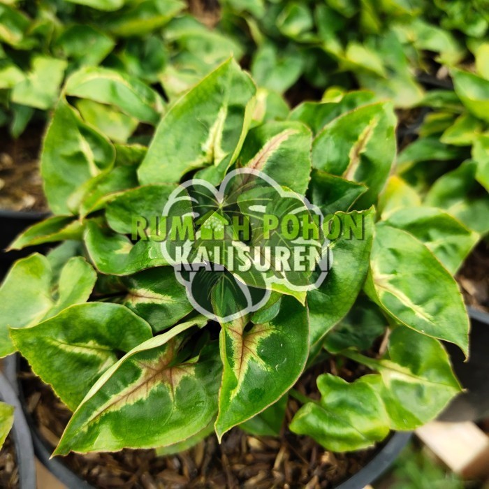 TANAMAN HIAS SYNGONIUM GOLDEN ALLUSION MINI