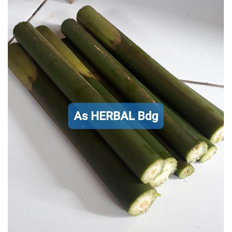 

Pohon Batang Kecombrang atau Honje 1 kg-az