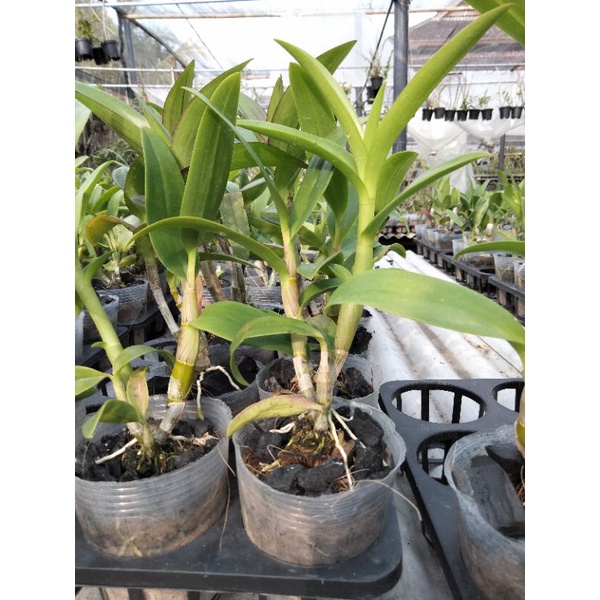 dendrobium remaja besar