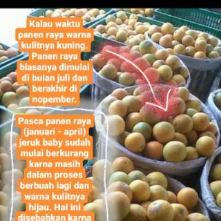 Jeruk Peras Manis Baby Java Malang Kaya Akan Vitamin C  