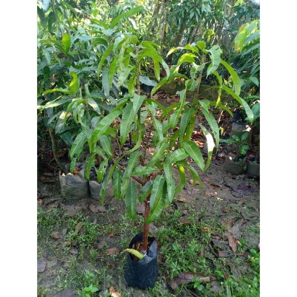 Bibit mangga Agrimania cangkok susu