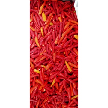 

Cabe rawit pedas sisa export, harga per satu kg