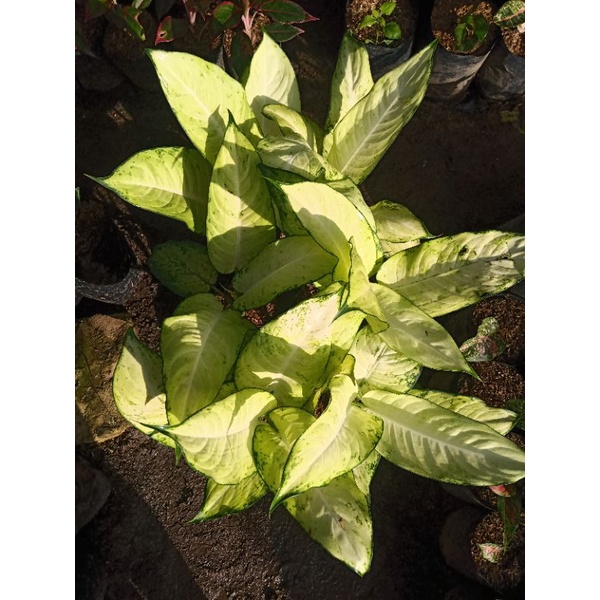 Paket 6 diven tisu dewasa