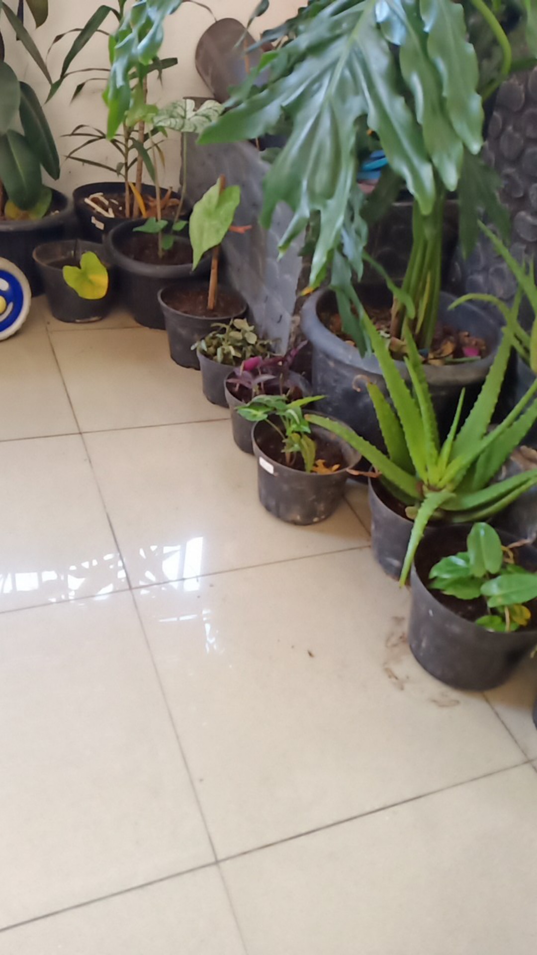 Tanaman Hias Singonim Batik Lokal Sp Tanaman Hias