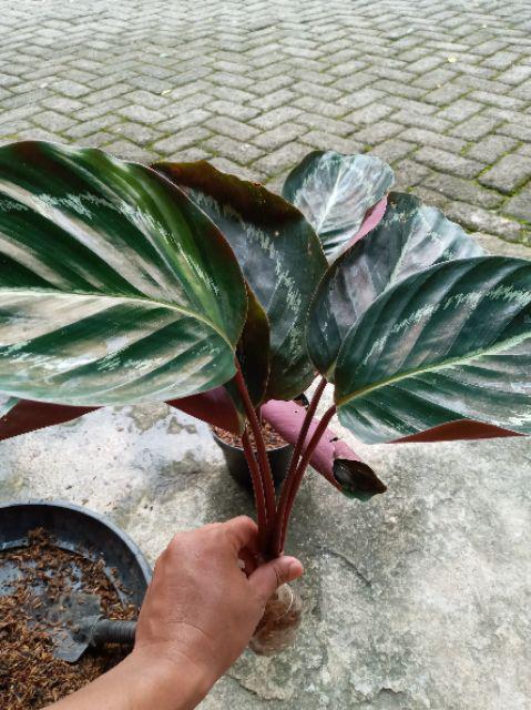 Tanaman Hias Calathea Green Lipstik