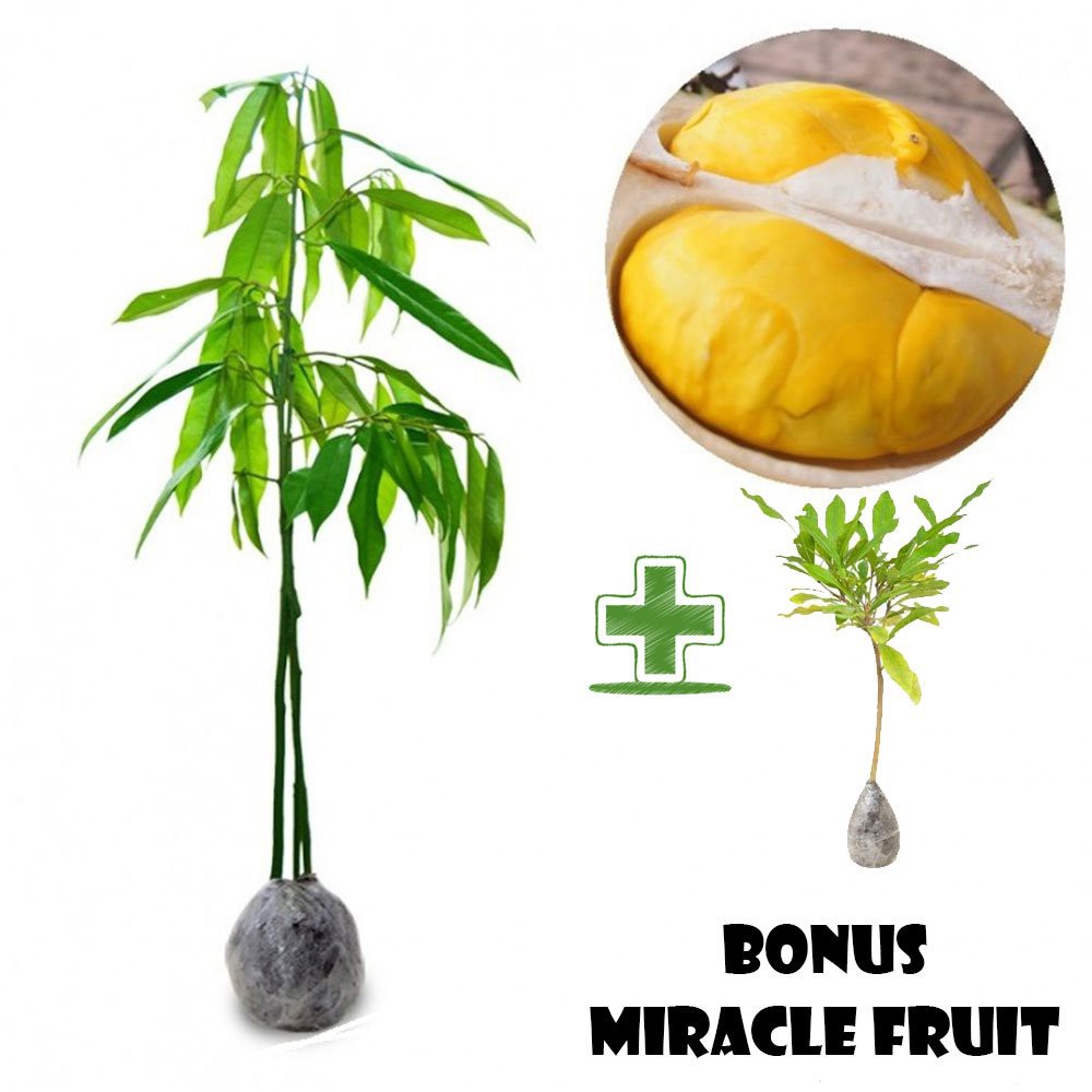 Bibit Durian Musangking Kaki 3 BONUS Miracle Fruit