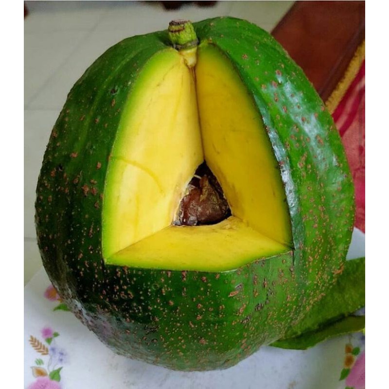 BIBIT ALPUKAT KENDIL / BIBIT ALPUKAT JUMBO