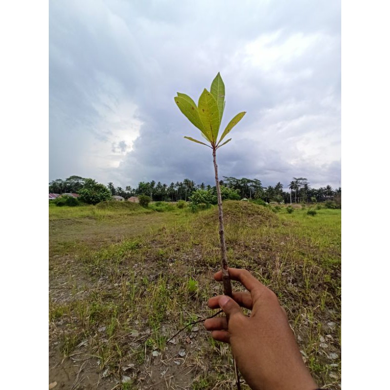 bibit jambu mete - jambu mede - jambu monyet bibit