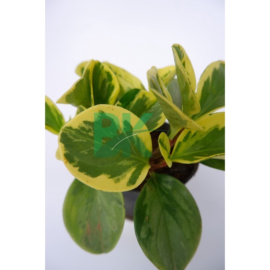 Peperomia obtusifolia variegata - Tanaman paperomia obtusifolia - BAKUL KEMBANG