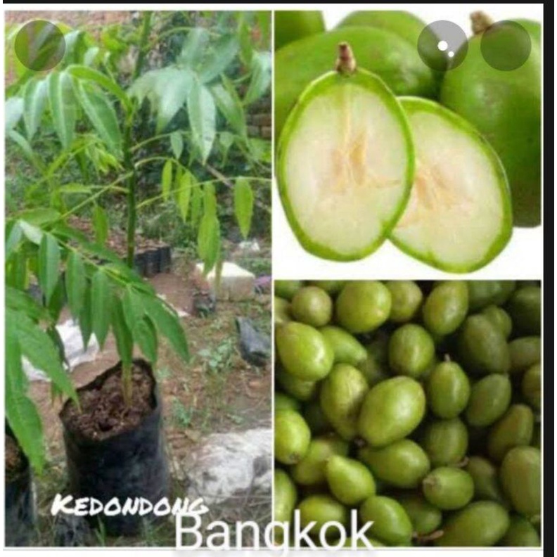 bibit KEDONDONG Bangkok
