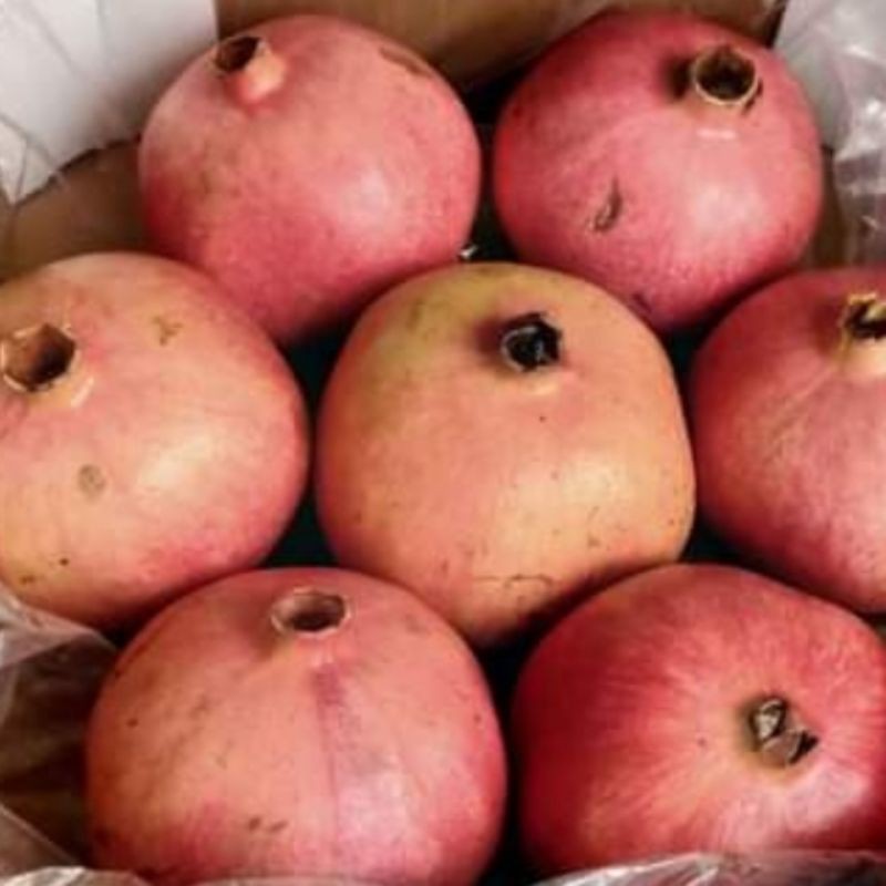 

Buah Delima Merah Import Buah Jumbo 1 Dus