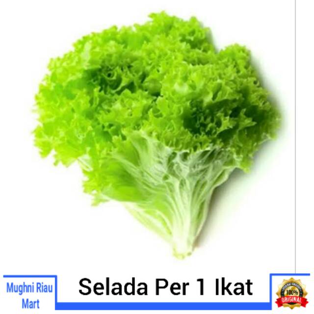 

Selada Sayur Per 1 Ikat