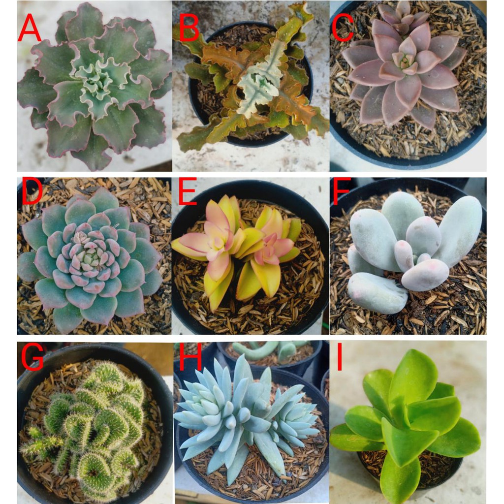 Tanaman Kaktus Mini / Sukulen Pohon Hias Asli