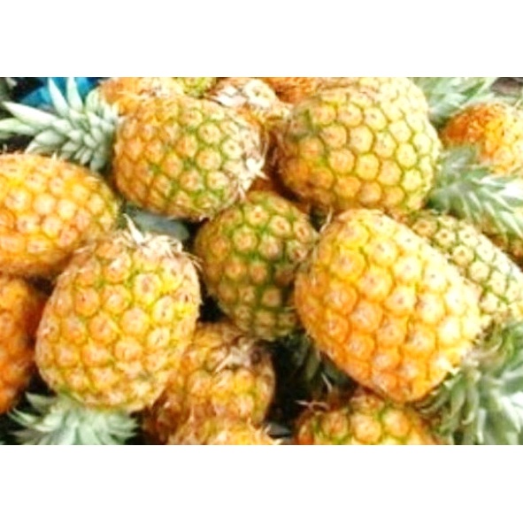 

Buah Nanas Buah Segar Nanas Muda Nanas Madu Buah Nenas