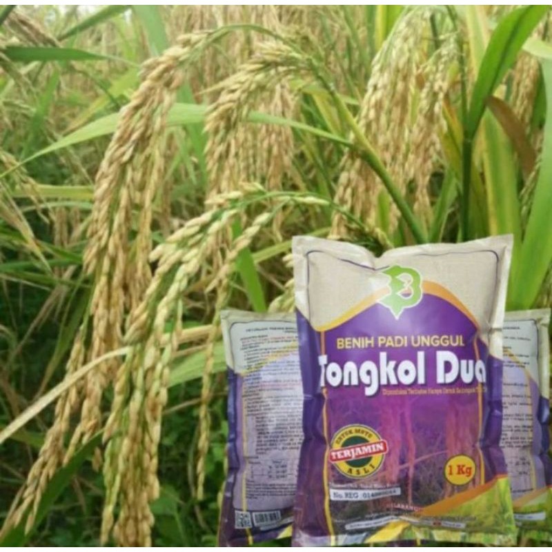 Padi Tongkol 2 / Padi Tongkol 2 Jumbo