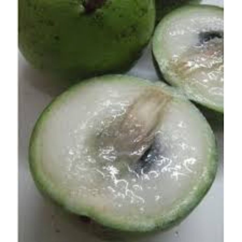 

Buah genitu / manicu / kenitu 1 kg