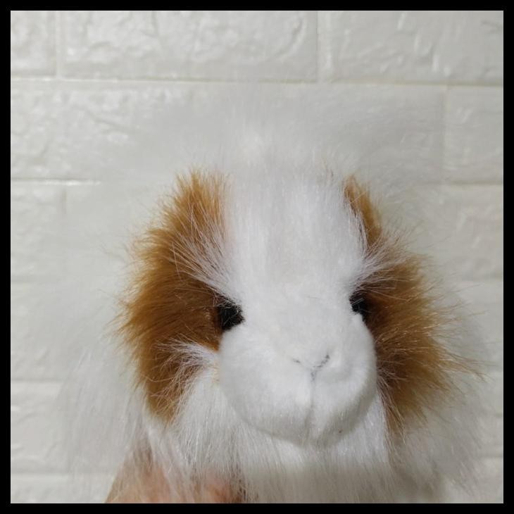BONEKA MARMUT ABYSSINIAN (ABYSSINIAN GUINEA PIG)