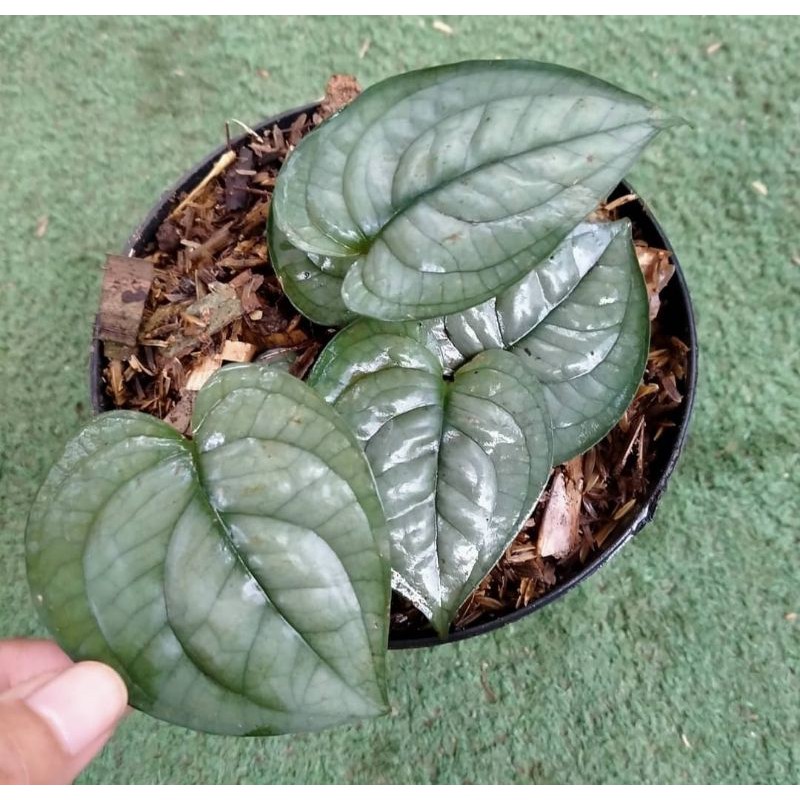 NEW PRODUK tanaman hias scindapsus lucens - scindapsus silver lucens
