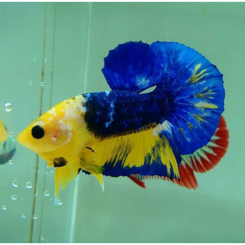 PLAKAT FANCY FULBLOK TOP GRED