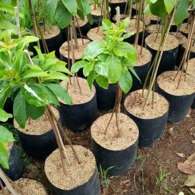 BIBIT ALPUKAT MIKI KAKI 3