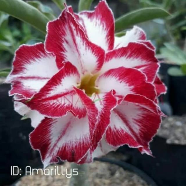 

Bibit bunga kamboja Adenium Amarillys