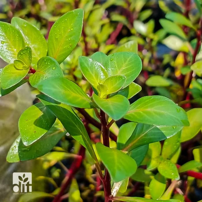Ludwigia Inclinata var.Cuba