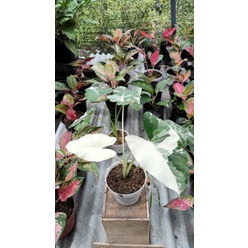 tanaman bunga keladi sente varigata albino kosiamart murah