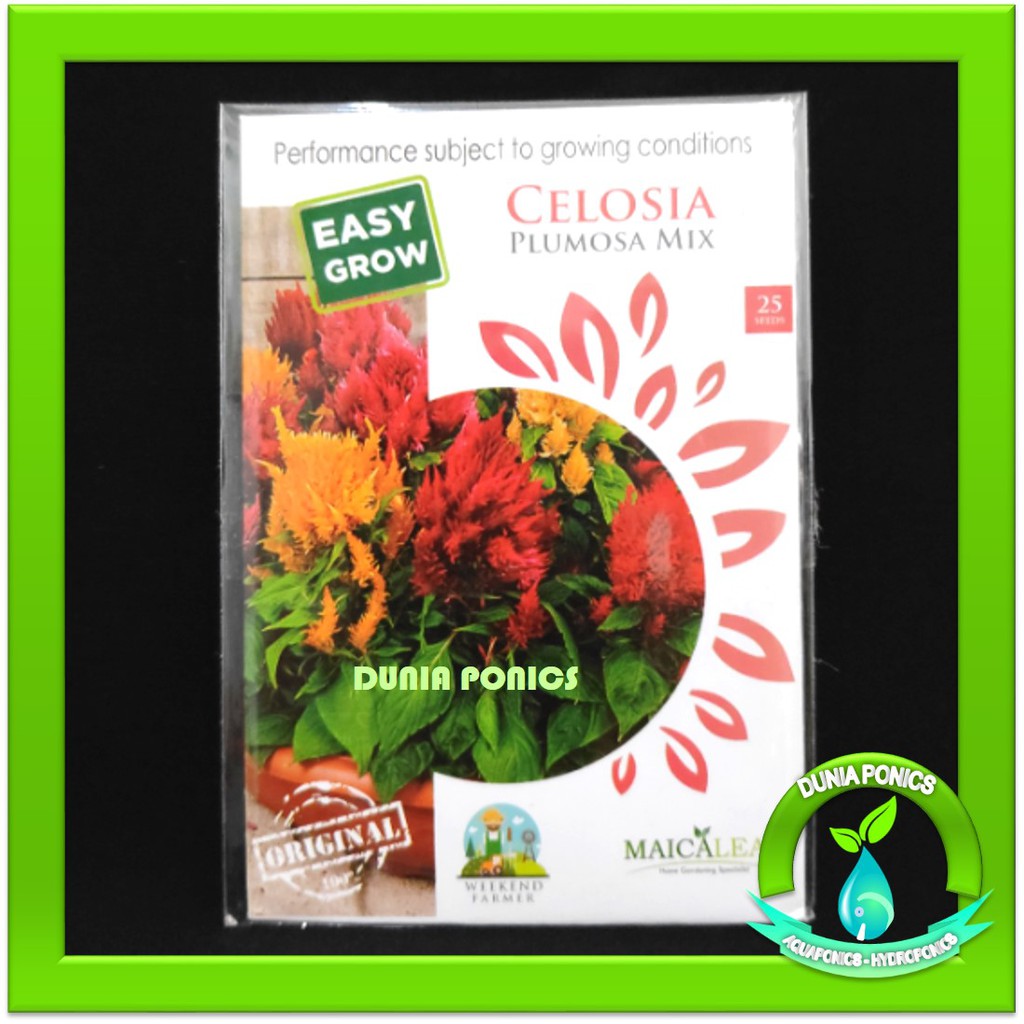 25 Butir Benih Bibit  Bunga Celosia Plumosa Mix Flower 