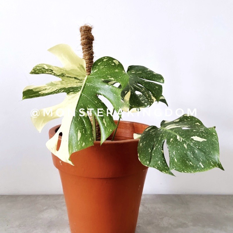 Monstera Variegata Monthai