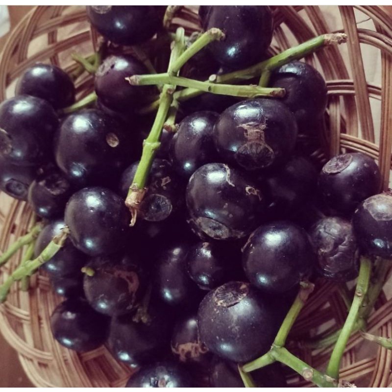 

BUAH KUPA atau Gowok