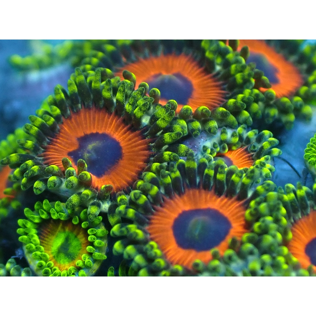 Zoa Frag 2 (Ijo/Green)