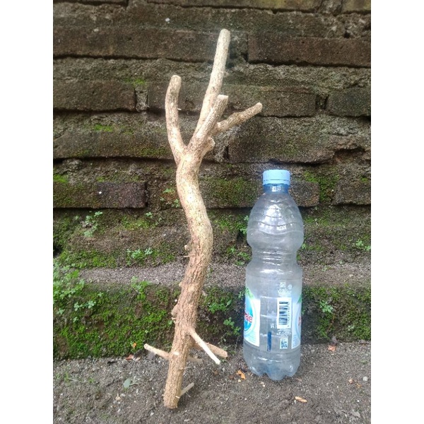 bahan bonsai kemuning fresh dongkel / bonsai kemuning