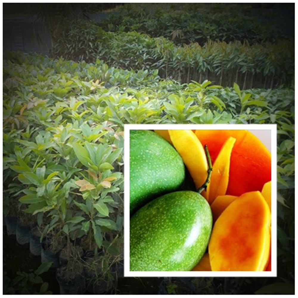 BIBIT MANGGA MANALAGI SUPER GENJAH