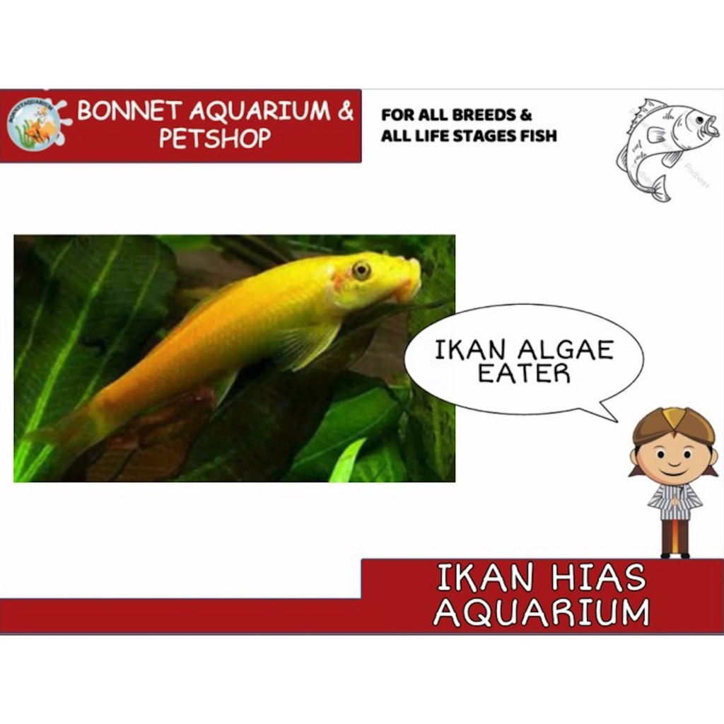 IKAN HIAS ALGAE EATER