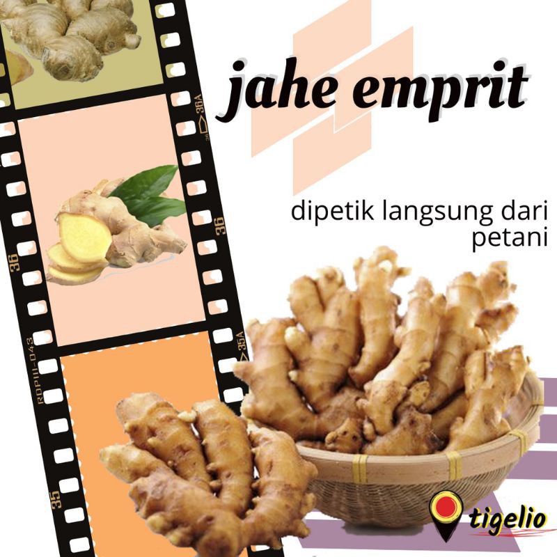 

Jahe emprit 500 gram / Jahe emprit merah / Jahe Putih Gajah