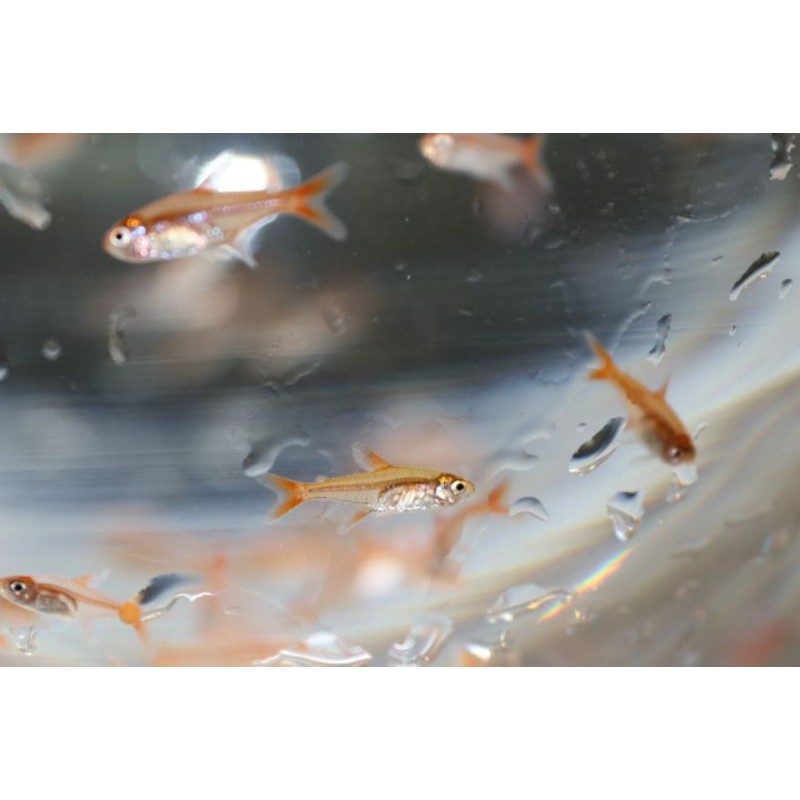 IKAN HIAS "AMANDAY" BAGUS UNTUK AQUARIUM INDOR/OUTDOR