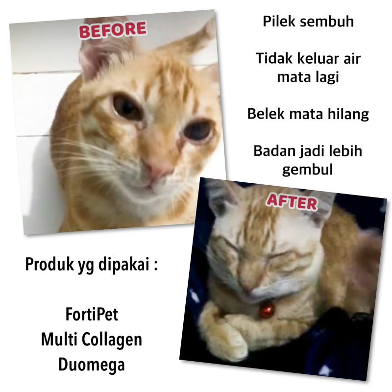 EXOTICGOODS MULTI COLLAGEN COMPLEX + EGGSHELL CALCIUM | KOLAGEN ANJING KUCING | PENGGEMUK ANJING PENEBAL BULU ANJING KUCING