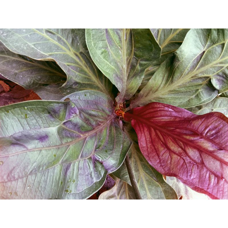 jemani hitam anakan beli 10 bonus 1