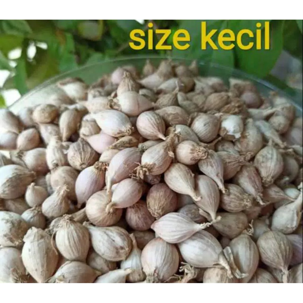 Bawang Putih Tunggal / lanang Lokal 500 gram